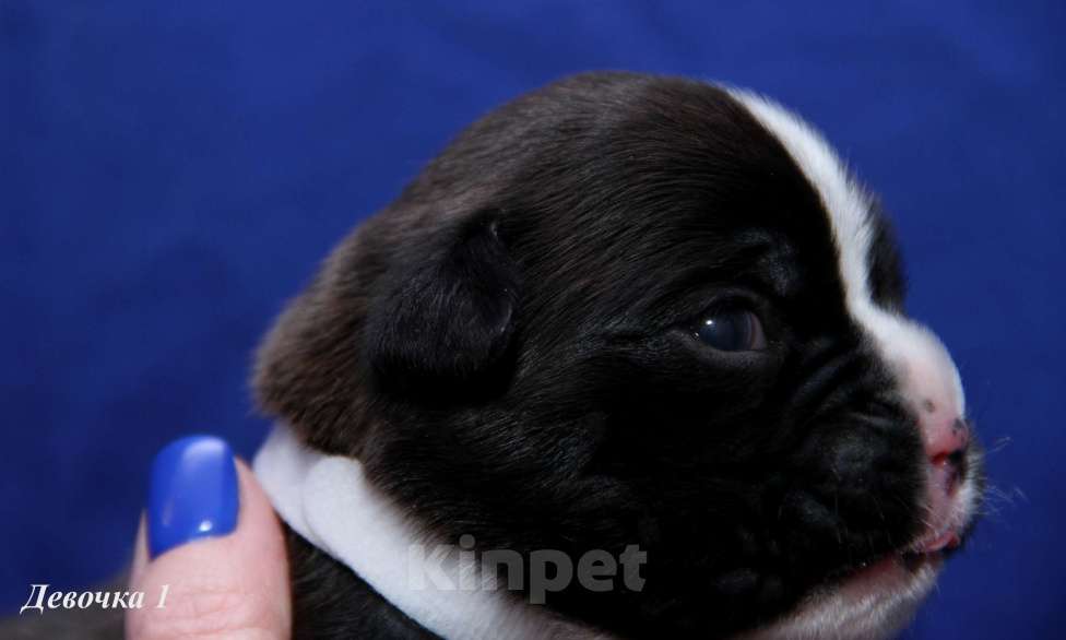 Собаки в Саратове: Щенок Немецкого боксера (девочка) Девочка, Бесплатно - фото 1