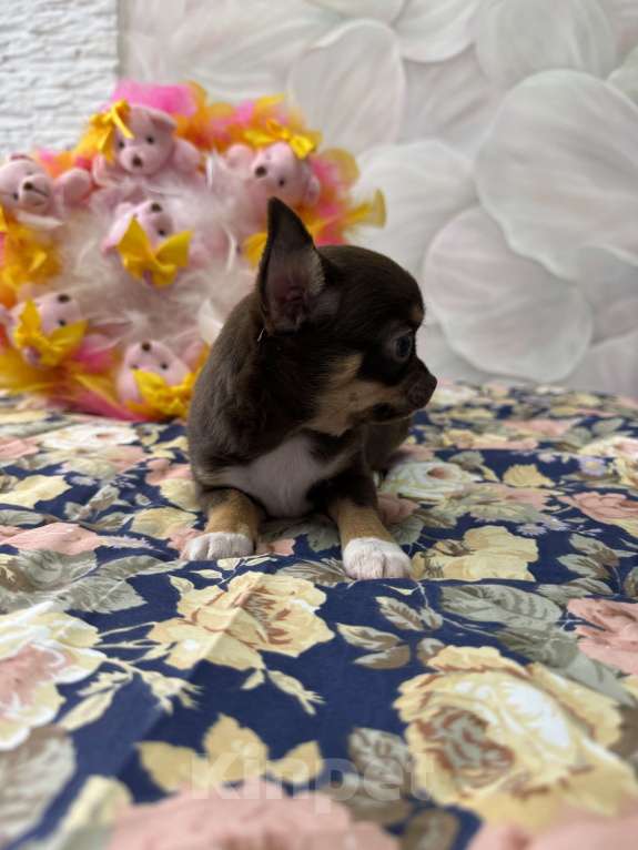 Собаки в Москве: Щенок Чихуахуа Девочка, 85 000 руб. - фото 4