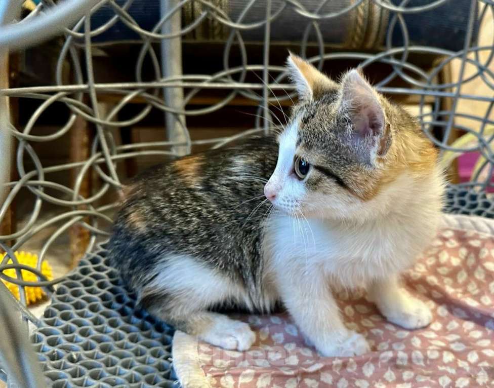 Кошки в Санкт-Петербурге: Трехцветочка котенок в дар  Девочка, Бесплатно - фото 1