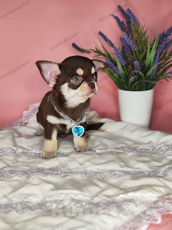 Собаки в Москве: Шоколадный Кобби мальчик Мальчик, Бесплатно - фото 2