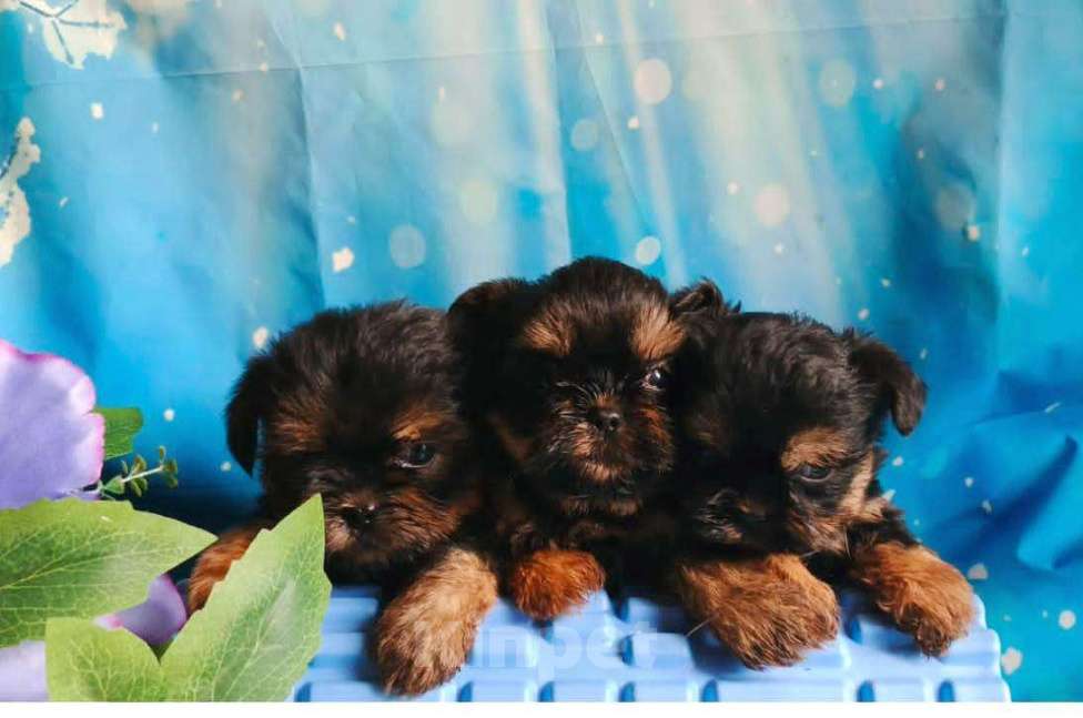 Собаки в Москве: Милые девочки Девочка, 45 000 руб. - фото 2