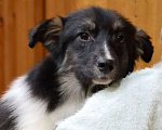 Собаки в Москве: Австралийская овчарка щенок  Мальчик, 25 000 руб. - фото 1