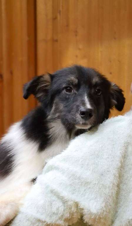 Собаки в Москве: Австралийская овчарка щенок  Мальчик, 25 000 руб. - фото 1