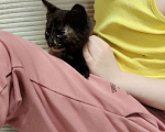 Кошки в Мытищах: Котенок девочка черепахового окраса Девочка, 1 руб. - фото 6