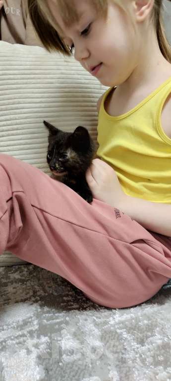 Кошки в Мытищах: Котенок девочка черепахового окраса Девочка, 1 руб. - фото 6