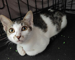 Кошки в Москве: Котенок в поисках семьи Девочка, Бесплатно - фото 2