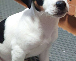 Собаки в других городах Московской области: Щенки Джек Рассел терьера Девочка, 35 000 руб. - фото 5