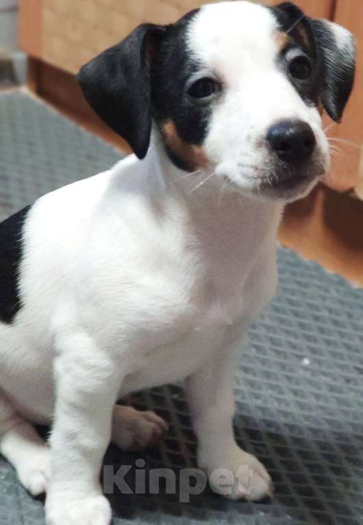 Собаки в других городах Московской области: Щенки Джек Рассел терьера Девочка, 35 000 руб. - фото 5