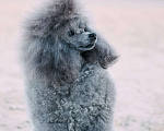 Собаки в Новороссийске: Той пудель серебро Мальчик, 1 руб. - фото 5