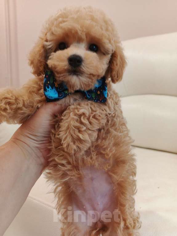 Собаки в Москве: Девочка мальтипу Ф1 с документами и прививками, невероятно милая , отлично выращенная. Девочка, 100 000 руб. - фото 5