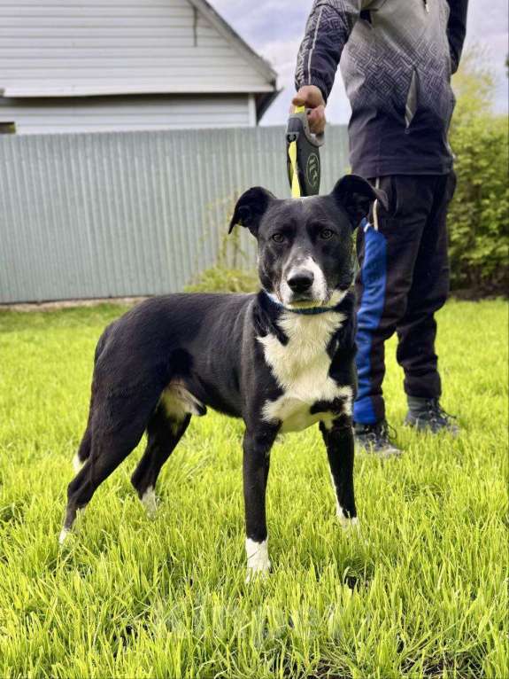 Собаки в других городах Московской области: Ромео - Ваш спокойный и добрый друг ❤ Мальчик, Бесплатно - фото 3