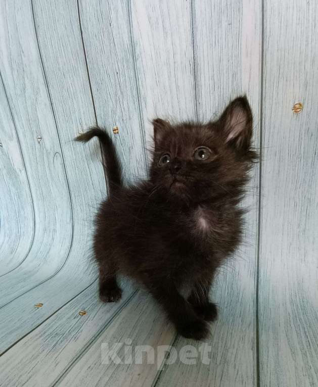 Кошки в Москве: Спокойный котенок ищет дом Мальчик, 1 руб. - фото 3