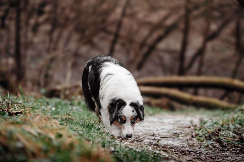 Собаки в Москве: Австралийская овчарка (Аусси) подросток Мальчик, 50 000 руб. - фото 2