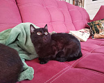 Кошки в Дмитровске: Котенок черный с белым 4 мес, 50 руб. - фото 1