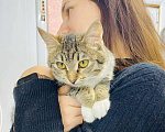 Кошки в Кувшиново: Котёнок с очаровательными глазками, Бесплатно - фото 2