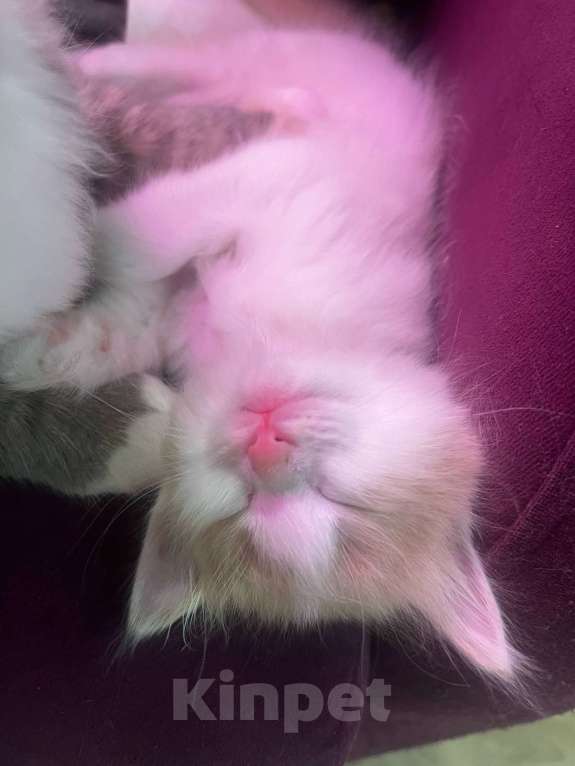 Кошки в Москве: Котенок даром в добрые руки. Девочка, Бесплатно - фото 9