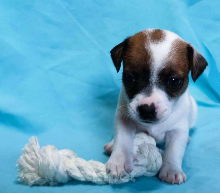 Собаки в Великом Новгороде: Щенки Джек Рассел терьер Девочка, 15 000 руб. - фото 5