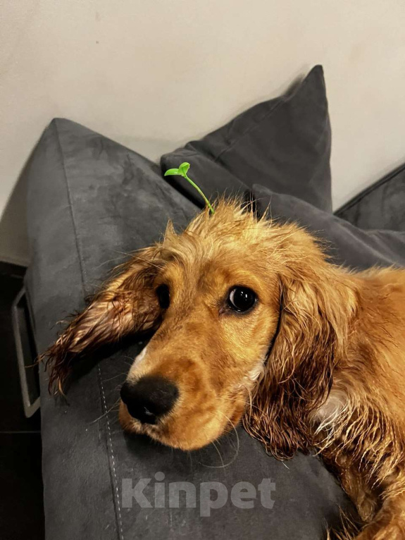 Собаки в Москве: Щенок английский кокер-спаниель ищет новый дом Девочка, 10 000 руб. - фото 2