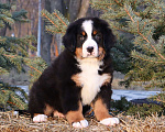 Собаки в Москве: Щенок Бернский зенненхунд Мальчик, Бесплатно - фото 4