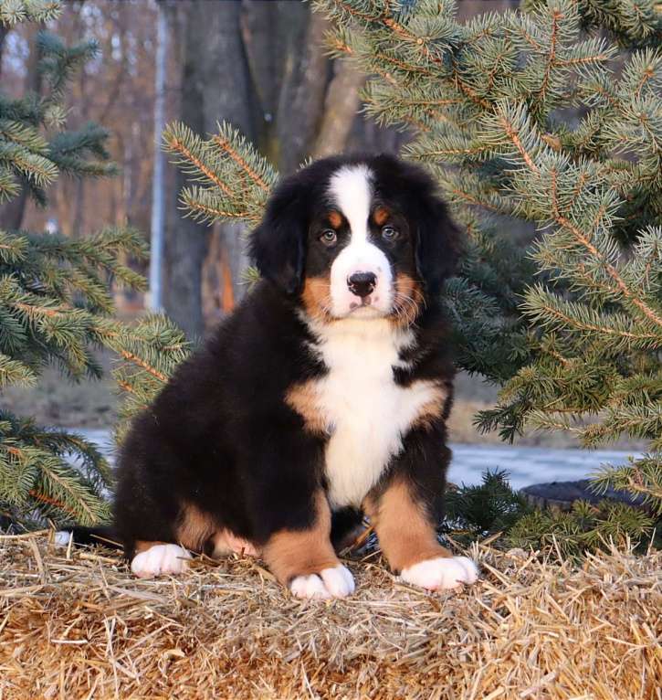 Собаки в Москве: Щенок Бернский зенненхунд Мальчик, Бесплатно - фото 4