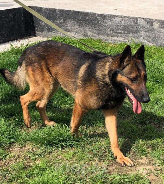 Собаки в Москве: Красавец Бард Мальчик, Бесплатно - фото 3