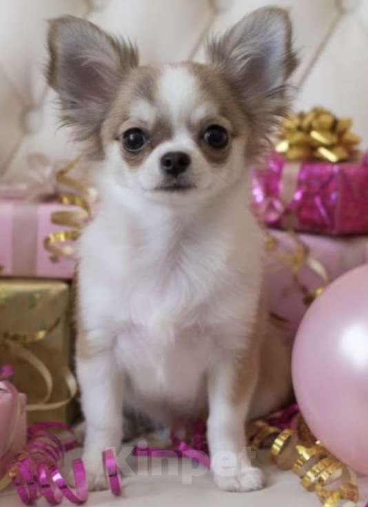 Собаки в Москве: Чихуахуа девочка Девочка, 45 000 руб. - фото 2