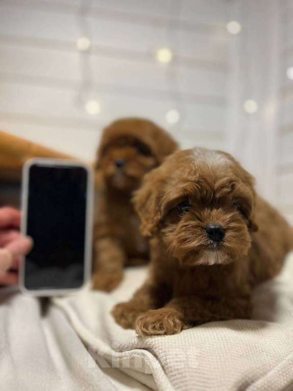 Собаки в других городах Московской области: щенки породы Кавапу Девочка, 120 000 руб. - фото 3