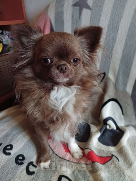 Собаки в Новосибирске: Подрощенный кобель Чихуахуа  Мальчик, 25 000 руб. - фото 3