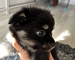 Собаки в Волгограде: Продам щенка Мальчик, 7 000 руб. - фото 1