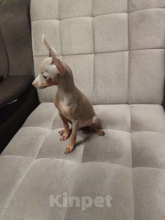 Собаки в Ейске: Лиловый мальчик той Мальчик, 20 000 руб. - фото 2