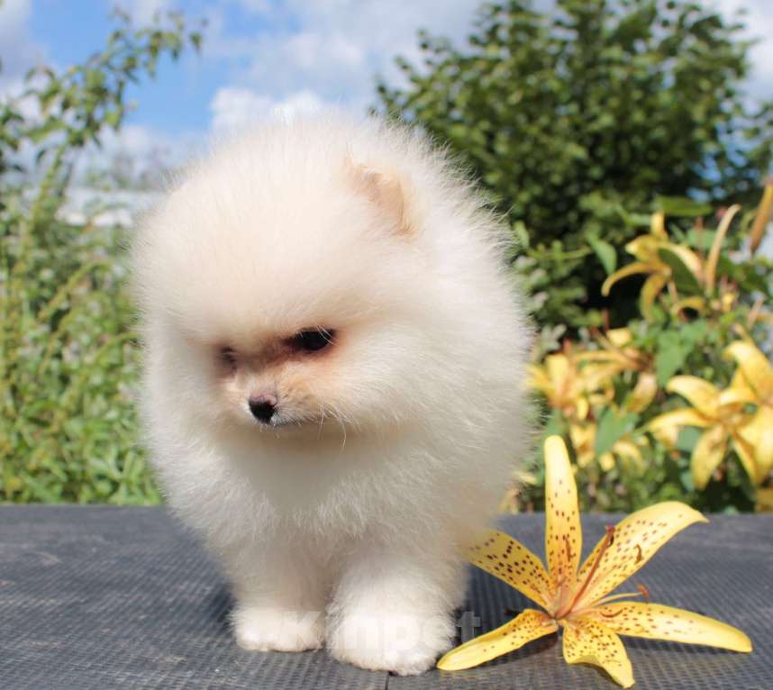 Собаки в Москве: померанский шпиц мини девочки Девочка, 50 000 руб. - фото 6