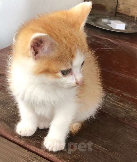 Кошки в Москве: Привет! Мне нужен дом. Рыжик,2,5 месяца.. Мальчик, Бесплатно - фото 4