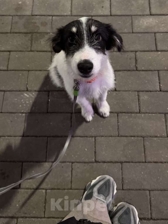 Собаки в Красногорске: В добрые руки щенок Девочка, Бесплатно - фото 1