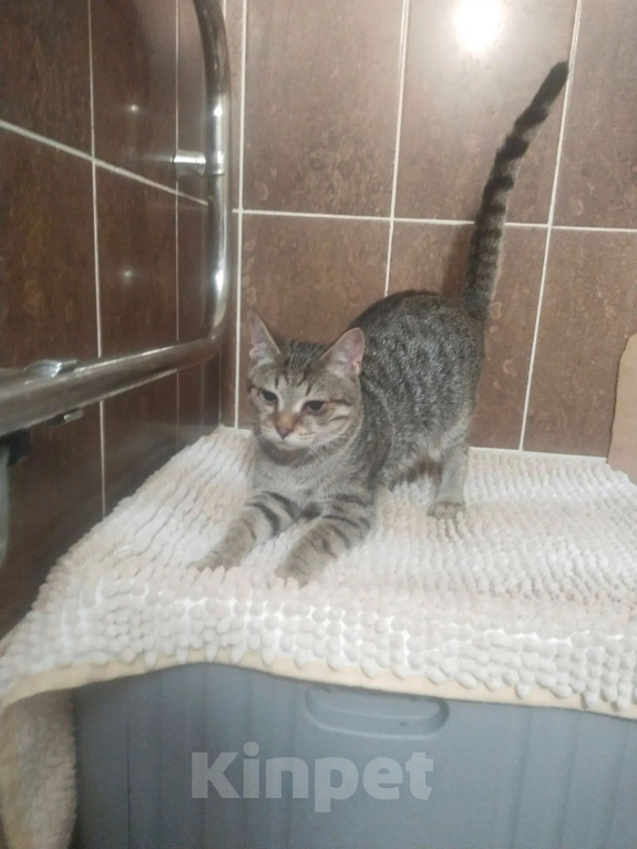 Кошки в Балашихе: Отдам в добрые руки котенка Мальчик, Бесплатно - фото 3