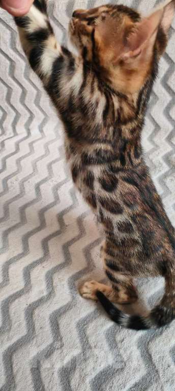 Кошки в Люберцах: Бенгальский чистокровный кот  Мальчик, 40 000 руб. - фото 2