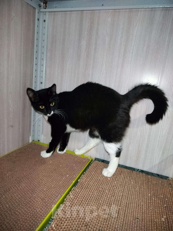 Кошки в Москве: Малышка Кýпи Девочка, Бесплатно - фото 3