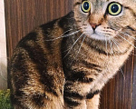 Кошки в Долгопрудном: Скоттиш фолд мраморный коричневый Аллен  Мальчик, 600 руб. - фото 1