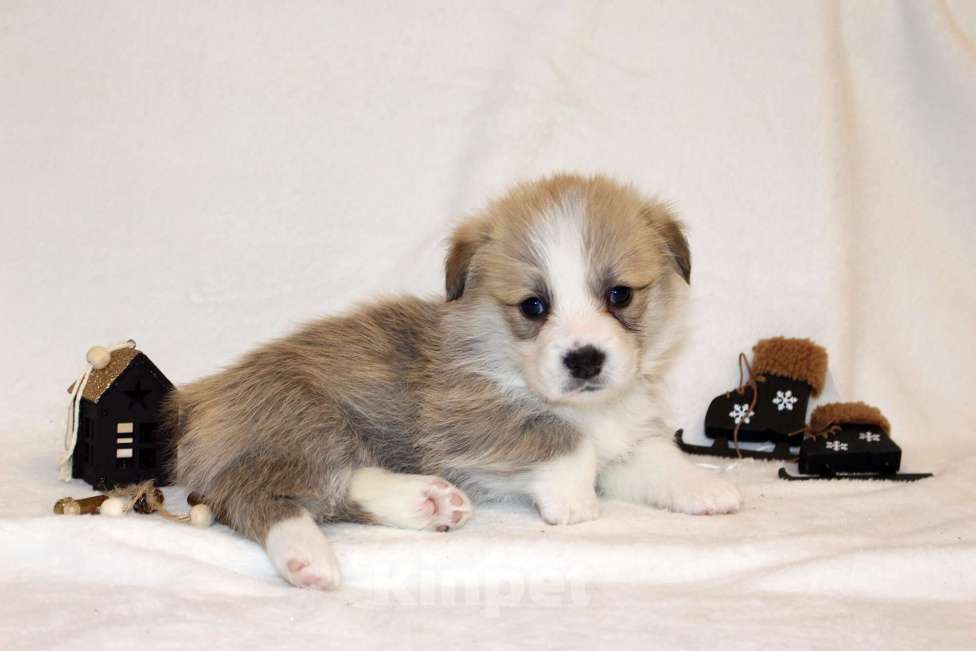 Собаки в Кемерово: Щенки вельш корги пемброк, мальчики Мальчик, 80 000 руб. - фото 3