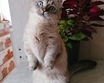 Кошки в Краснодаре: котик кинкалоу Мальчик, 40 000 руб. - фото 4