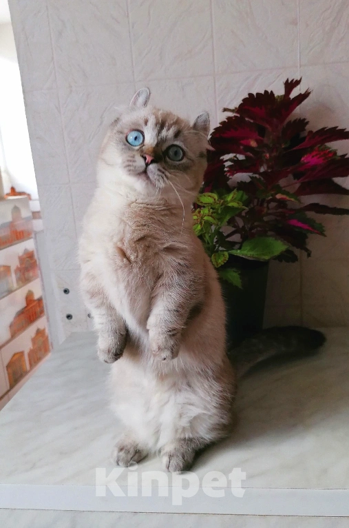Кошки в Краснодаре: котик кинкалоу Мальчик, 40 000 руб. - фото 4