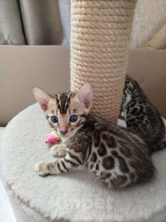 Кошки в Ростове-на-Дону: Бенгальские котята Девочка, 17 000 руб. - фото 1