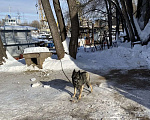 Собаки в Уфе: Потерялась немецкая овчарка в  Уфе Мальчик, 2 000 руб. - фото 1