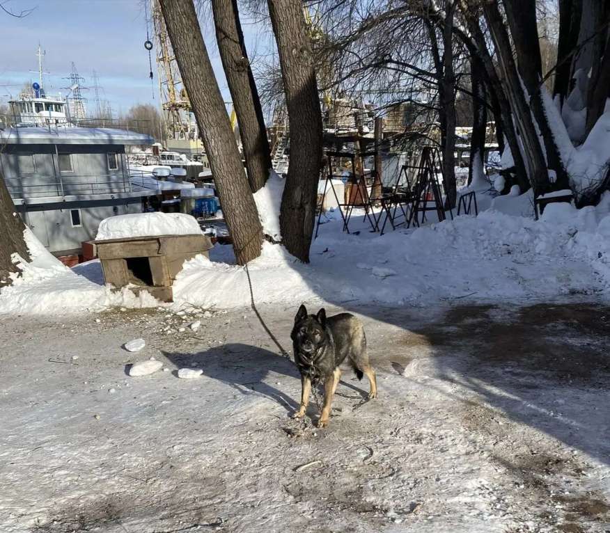Собаки в Уфе: Потерялась немецкая овчарка в  Уфе Мальчик, 2 000 руб. - фото 1