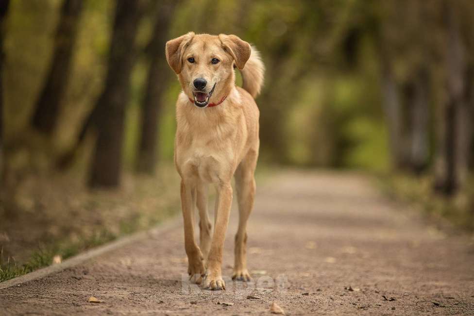 Собаки в Москве: Бейли Мальчик, Бесплатно - фото 4