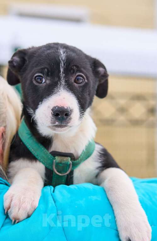 Собаки в Москве: Щенок  Норд ищет семью Мальчик, Бесплатно - фото 3