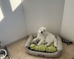 Собаки в Краснодаре: Самоед Мальчик, 25 000 руб. - фото 1