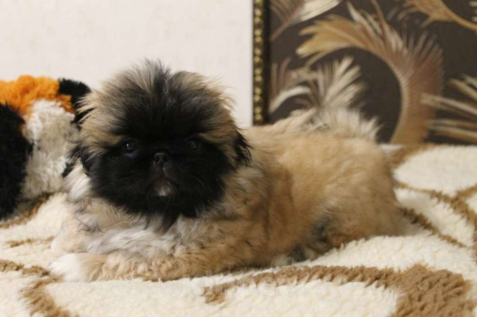 Собаки в Кургане: Щенок пекинеса Мальчик, 20 000 руб. - фото 1
