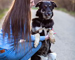 Собаки в Москве: Собака-компаньон Мальчик, Бесплатно - фото 2