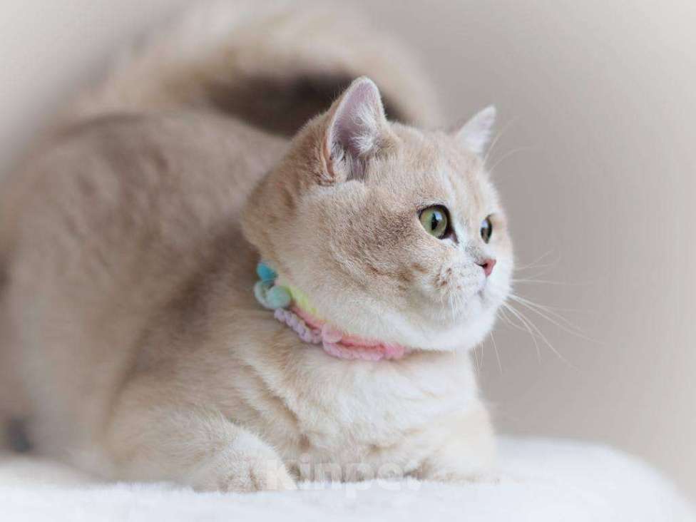 Кошки в Москве: Британская кошечка Девочка, 25 000 руб. - фото 7