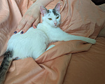 Кошки в Москве: Котенок девочка Девочка, Бесплатно - фото 9